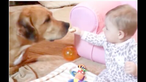 Cute Dogs and Baby are Best Friends - Dogs Babysitting Babies Video