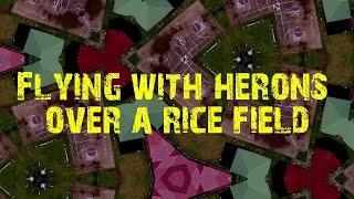 Flying with Herons over a Rice Field