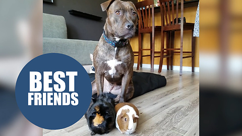 Pitbull rescued from the streets spends her nights cuddling her new guinea pig siblings