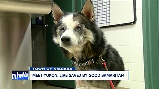 Meet Yukon: Saved by a good Samaritan, now waiting for forever home