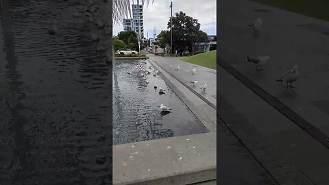 Seagulls having a bath