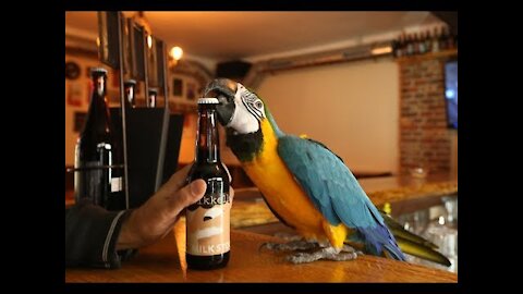 SUPER STRONG Parrot Jack opens beer bottles with his beak 02