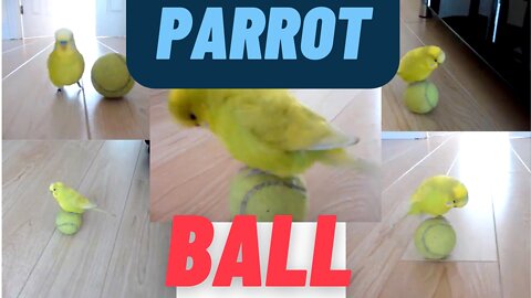 Parrot wants to play tennis