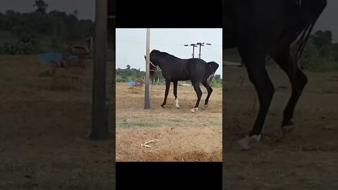 Marwari Horse India || Best Marwari horses of India
