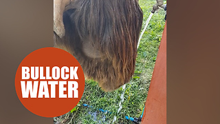 Moment clever bullock managed to find a way to cool itself down - by turning a tap on
