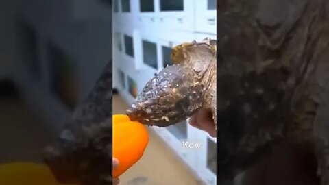 Alligator Turtle Bite 🐢