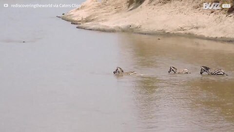 Un petit zèbre se fait engloutir par un crocodile affamé