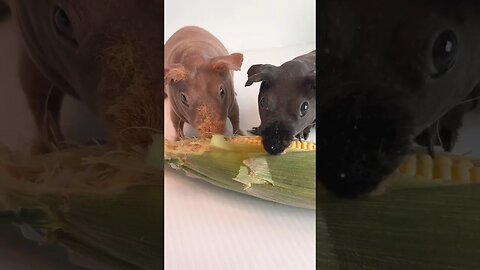 Skinny Pigs Sharing Corn