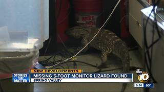 Missing 5-foot monitor lizard, Bubbles, found in Spring Valley