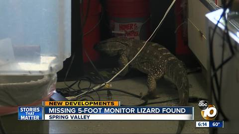 Missing 5-foot monitor lizard, Bubbles, found in Spring Valley