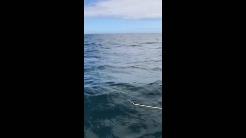 Orca Attacks Boat In Sitka Alaska Censored