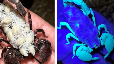 🦂 scorpions glow in the black light