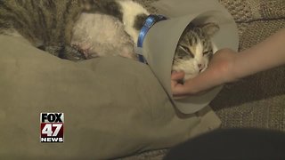 Family looks for answers after cat was shot