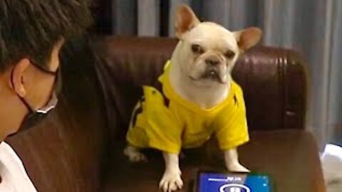 French Bulldog Playing in Ipad Got Very Angry! Try Not To Laugh!
