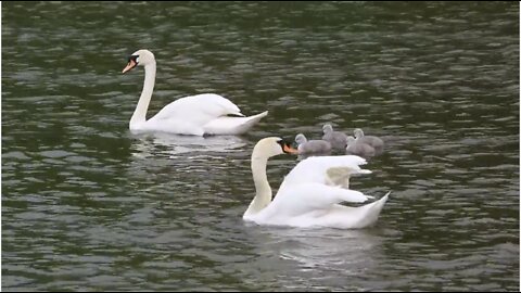 Beautiful swans swimming with family