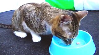 Hungry Little Cat