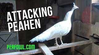 Attacking Peahen, Peacock Minute, peafowl.com