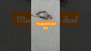 Sweet, Beautiful but Dead Bird Found by Dog I Was Walking Today