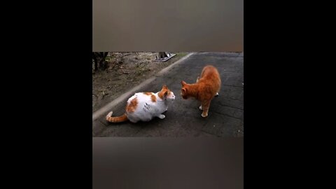 Cat Playing Together In The Garden /Cat Lover This World