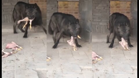 GIANT GRAY WOLF EATING CHICKENS
