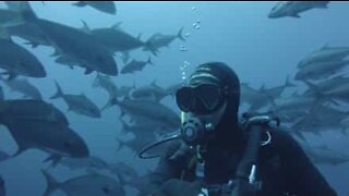 Un plongeur prend un selfie au milieu d'un banc de poissons