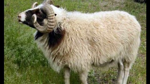 What a wonderful sheep !!!!!!!! (Sheep are not as "dumb" as some think)