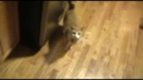 Dogs chase laser dot, cat submissively watches