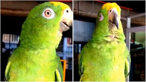 I Love You-says Amazon parrot