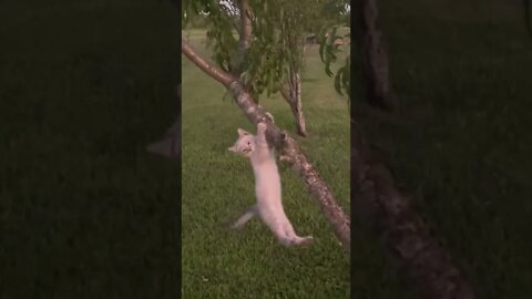 Oliver the Kitten Hasn’t Mastered Climbing a Tree Yet | #Shorts #Kittens #FunnyCatVideo #Falling