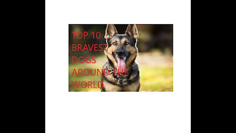 10 of the bravest dog breeds in the world