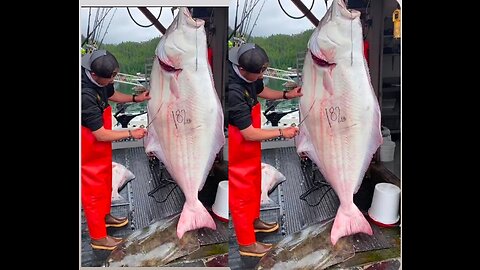 Halibut fishing in USA ||