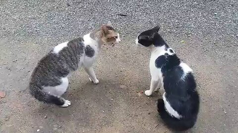 Cats Fighting with sound - Exclusive Video (Play with full sound)