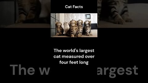 Cat Facts #shorts #youtubeshorts #cat #facts #Humor