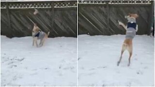Ce chien adore la neige!