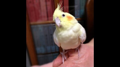 Cute Cockatiel Bird