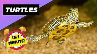 Turtle - In 1 Minute! 🐶 One Alternative Animal To Have As A Pet | 1 Minute Animals
