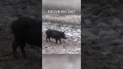 Hog vs 50 Caliber Air Gun! #shorts