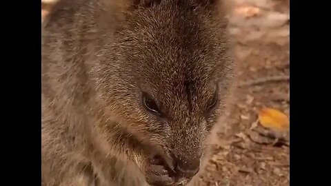 Cute funny Quokka -139