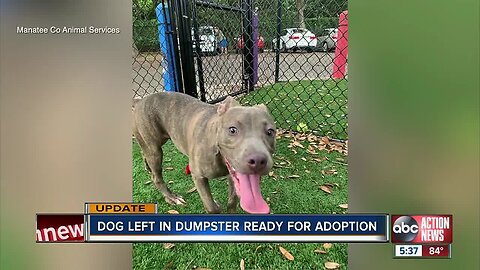 Daisy, dog found abandoned in Manatee County dumpster, is up for adoption