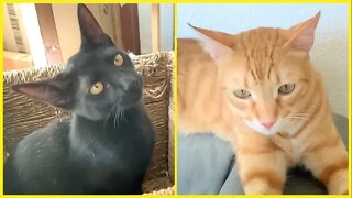 Kitten And Cat Slap Each Other Then Hangout Like Nothing Happened! 😹