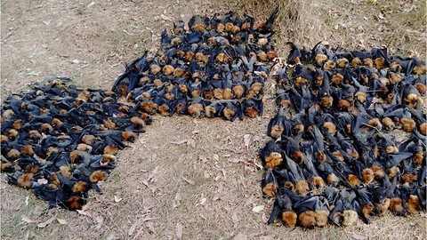 Flying Foxes Boiled Alive