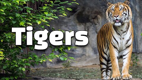 9 Interesting Facts of Tigers for Kids: Striped Jungle Sovereigns