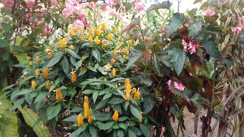 Flower Golden Shrimp Plant