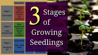 3 Stages of Growing Seedlings for Beginners