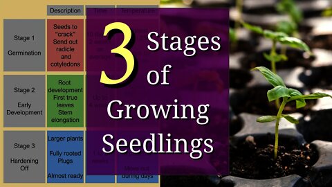 3 Stages of Growing Seedlings for Beginners