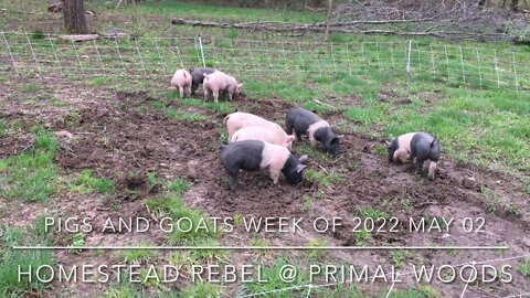 2022 May 06 Pigs and Goats Update