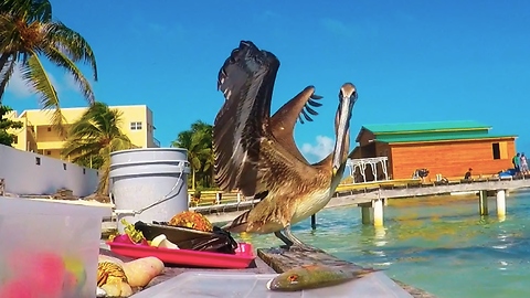 Hungry pelican tries to steal fisherman's catch