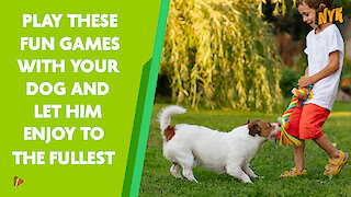 Top 4 Fun Games To Play With Your Dog *