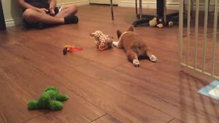 Adorable Corgi puppy get tired easily