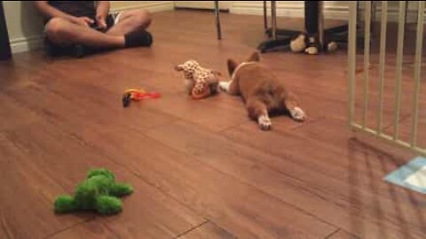 Adorable Corgi puppy get tired easily